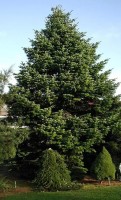 Abies Nordmanniana Subsp.Equi-Trojani