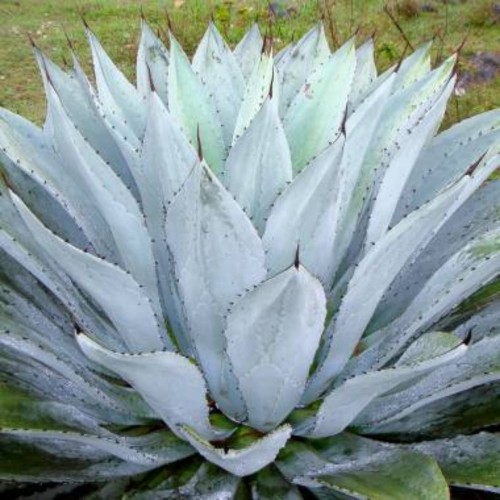 AgaveHiemiflora01.jpg