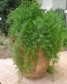 AsparagusSprengeri04.jpg