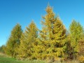 LarixDecidua05.jpg