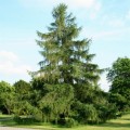 LarixDecidua02.jpg