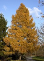 Larix Decidua 