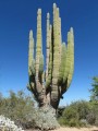 PachycereusPringlei04.jpg