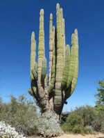 Pachycereus Pringlei