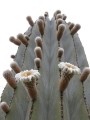 PachycereusPringlei01.jpg