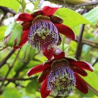Passiflora Alata