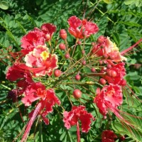 Caesalpinia Pulcherrima Red