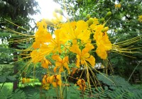 Caesalpinia Pulcherrima Yellow
