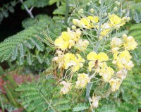Caesalpinia Pulcherrima White