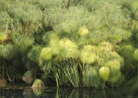 Cyperus Papyrus 