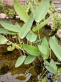 ThaliaDealbata02.jpg