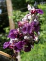 ThaliaDealbata04.jpg