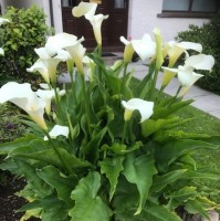 Zantedeschia Aethiopica