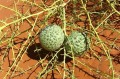 AcanthosicyosHorridus02.jpg