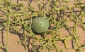 AcanthosicyosHorridus01.jpg