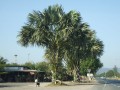 CoryphaLecomtei02.jpg