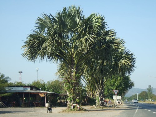 CoryphaLecomtei02.jpg