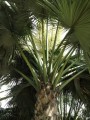 CoryphaLecomtei01.jpg