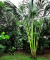 CoryphaLecomtei03.jpg