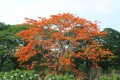 BombaxCeiba04.jpg