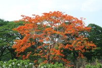 Bombax Ceiba