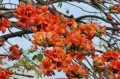 BombaxCeiba01.jpg