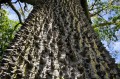 BombaxCeiba06.jpg