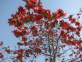 BombaxCeiba03.jpg