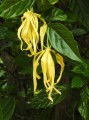 CanangaOdorata02.jpg