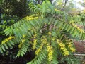 CanangaOdorata04.jpg