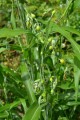 CoixLacryma02.jpg