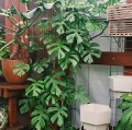 RhapidophoraTetrasperma03.jpg