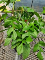 Rhapidophora Tetrasperma