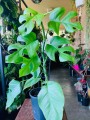 RhapidophoraTetrasperma02.jpg