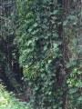 RhapidophoraTetrasperma04.jpg