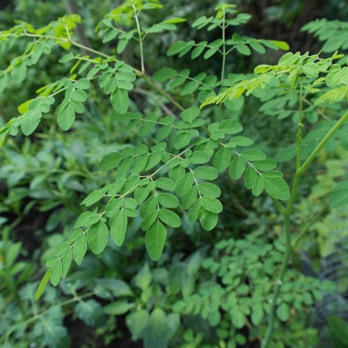 MoringaOleifera01.jpg
