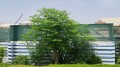 MoringaOleifera02.jpg