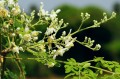 MoringaOleifera03.jpg