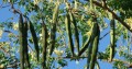 MoringaOleifera04.jpg