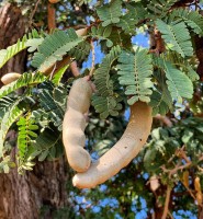 Tamarindus Indica 