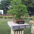 TamarindusIndica02.jpg