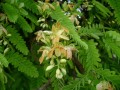 TamarindusIndica05.jpg