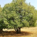TamarindusIndica03.jpg