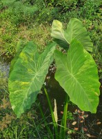 Colocasia Esculenta Var.Auatilis Variegata