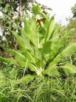 Ensete Homblei