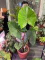 AlocasiaFornicata03.jpg