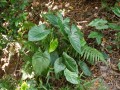 AlocasiaFornicata04.jpg