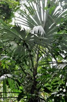Cryosophila Warsewiczii