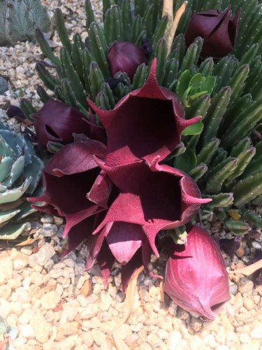 StapeliaLeendertziae03.jpg