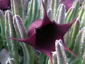 StapeliaLeendertziae04.jpg